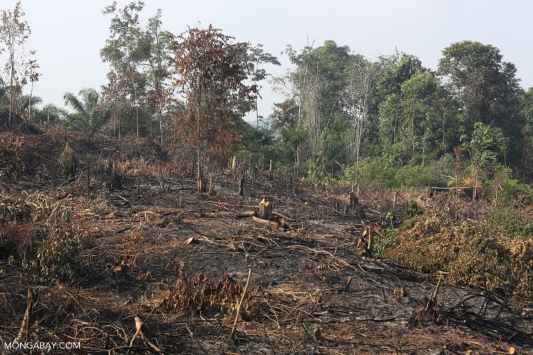 deforestation case study indonesia